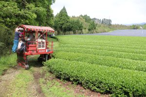 バロンはがしの横でお茶摘み